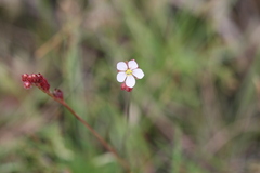 Drosera burmanni